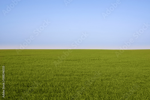 Grass field, green spring landscape