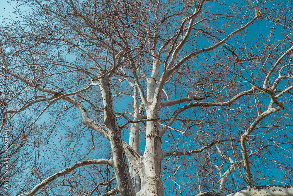 tree in winter tree in winter
