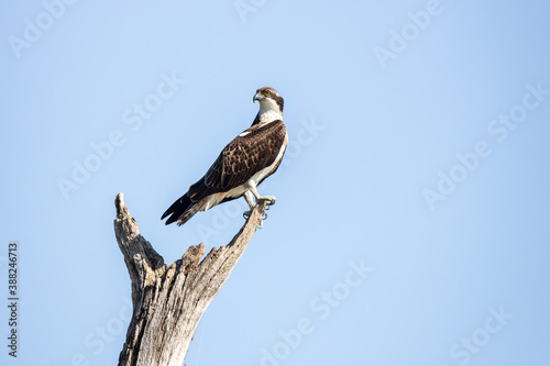Juvenile osprey Pandion haliaetus perching on a old tree looking over its shoulder with blue sky background