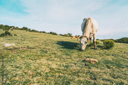 Close-up of a white cow grazing