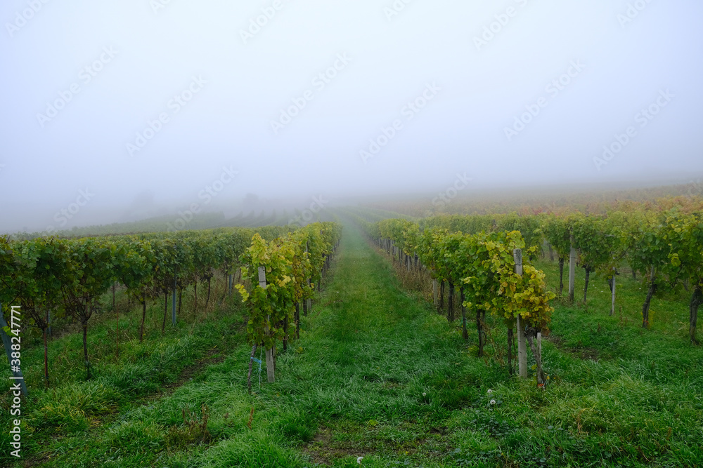 beautiful autumn vineyards in the mist