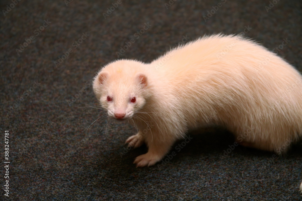 A white domestic ferret in the living room A white domestic ferret in the living room
