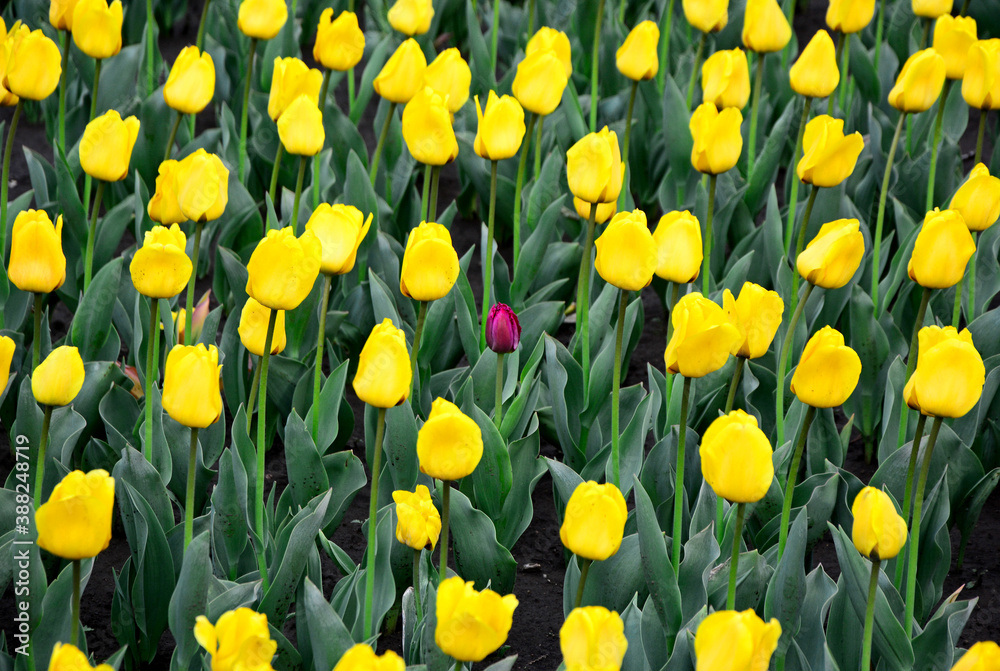 One purple tulip in a field of yellow tulips. One purple tulip in a field of yellow tulips.