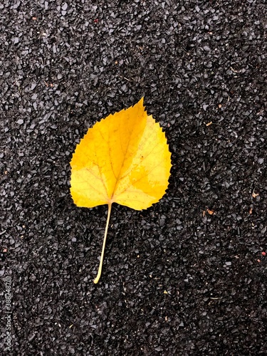 yellow leaf on the floor
