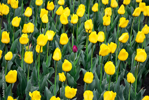 One purple tulip in a field of yellow tulips.