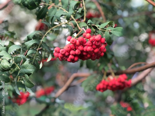 red rowan berries on the tree