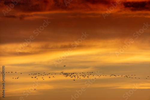 Small silhouettes of flying common cranes grus grus in front of colorful golden orange sky with dramatic clouds, Zingst, West-Pomerania, Northern Germany