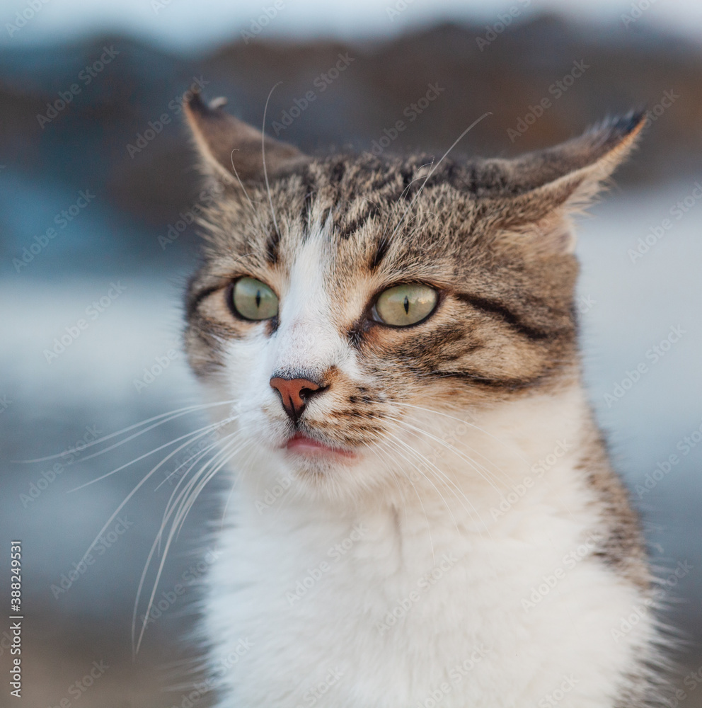 striped brown cat with white spots. Cat on the evening beach in Antalya, Turkey. The cat is waiting for food. Close-up portrait of a cat striped brown cat with white spots. Cat on the evening beach in Antalya, Turkey. The cat is waiting for food. Close-up portrait of a cat