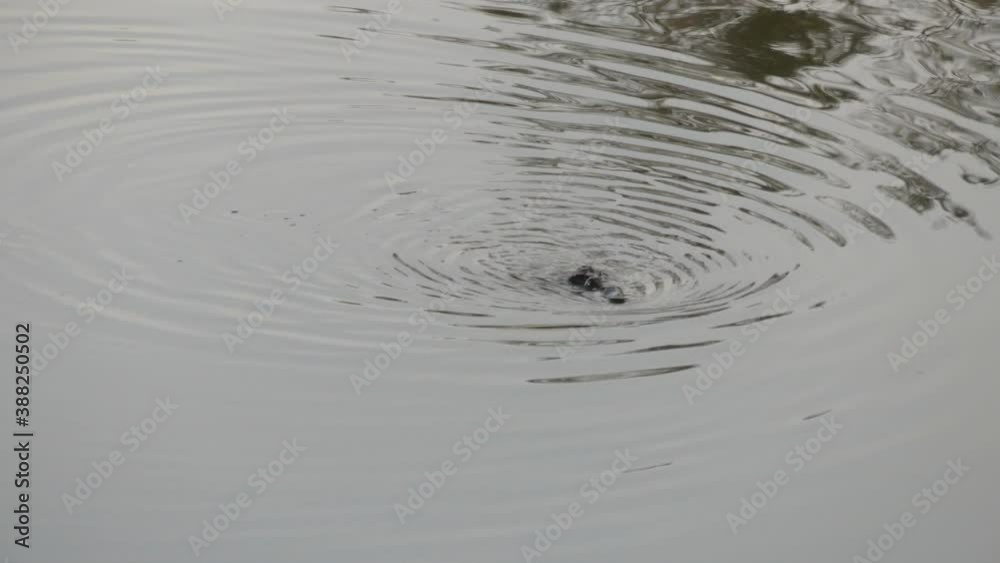 Wild platypus swimming on the surface in the Bombala river scratching itself with it's rear feet at sunrise Wild platypus swimming on the surface in the Bombala river scratching itself with it's rear feet at sunrise