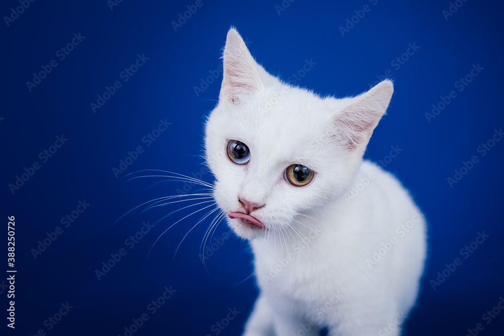 Beautiful pure white cat with one blue and one brown eye posing against blue background in studio.