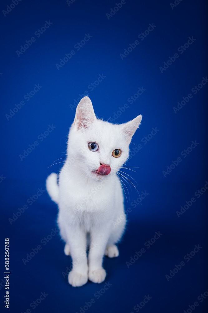 Obraz premium Beautiful pure white cat with one blue and one brown eye posing against blue background in studio.