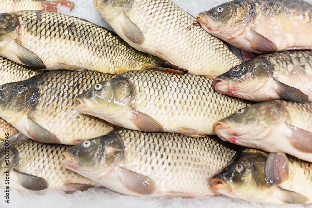 Fresh carp fish on ice on the counter in the store. Close-up. Top view. Fresh carp fish on ice on the counter in the store. Close-up. Top view.