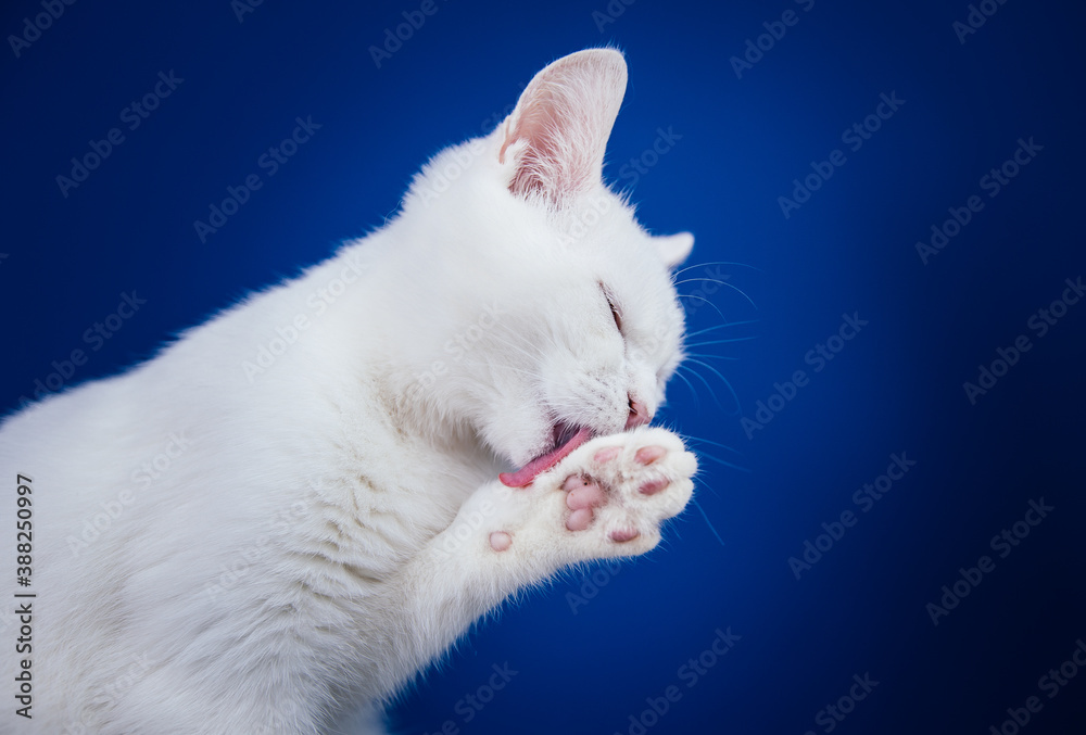 Beautiful pure white cat with one blue and one brown eye posing against blue background in studio.