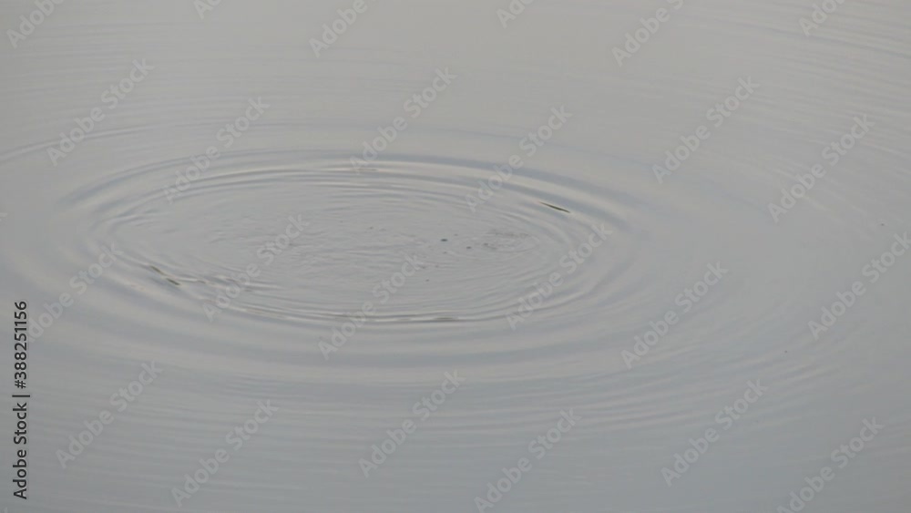 Wild platypus swimming on the surface in the Bombala river at sunrise Wild platypus swimming on the surface in the Bombala river at sunrise
