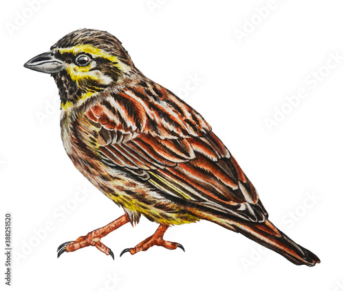 Watercolor illustration bird bunting.  Hand drawn. Template. Closeup.