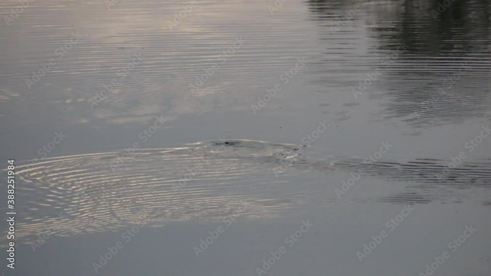 Wild platypus swimming on the surface in the Bombala river at sunrise Wild platypus swimming on the surface in the Bombala river at sunrise
