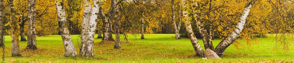 Birch trees panorama