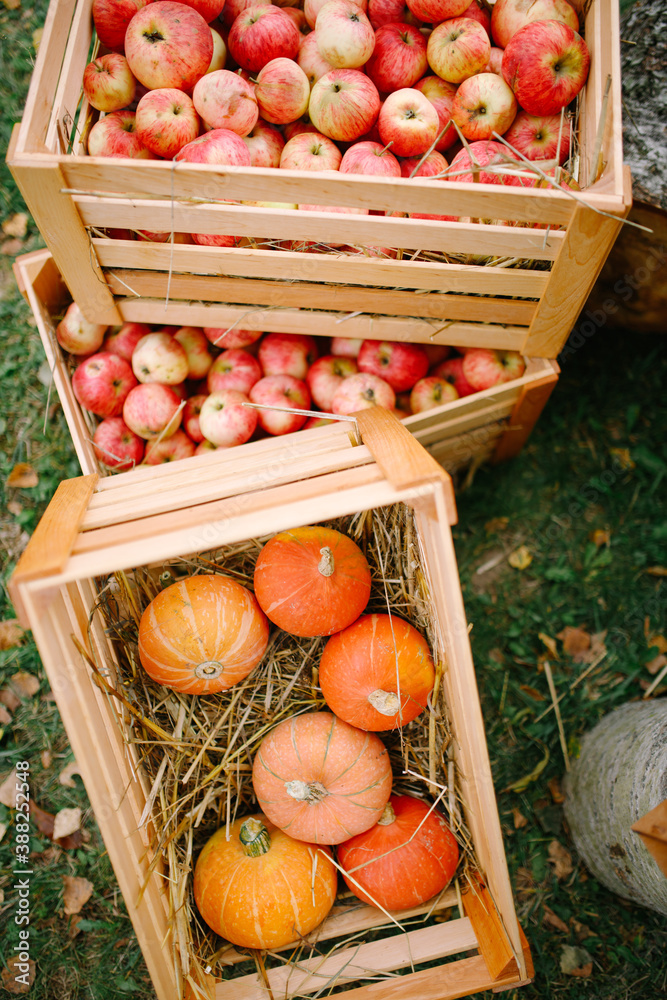 Helloween party decor in crates pumpkins and apples. Rustic decoration outdoor. market Helloween party decor in crates pumpkins and apples. Rustic decoration outdoor. market