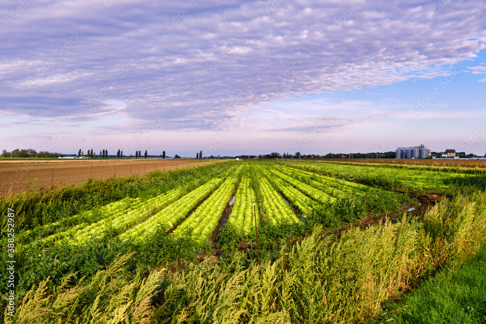 Fototapeta premium Agricultural field