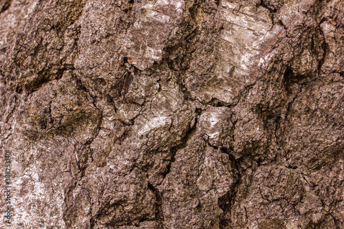 Old tree bark texture. Natural abstract background.