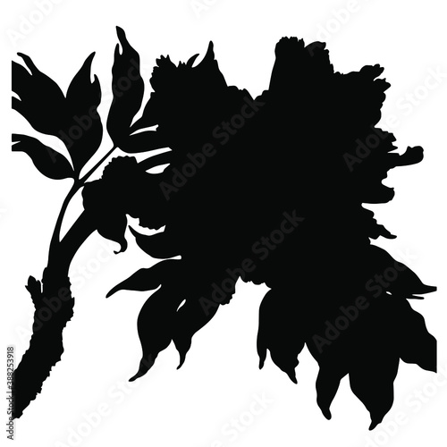 Hand drawn black vector silhouette of peony. Stock illustration of plant.