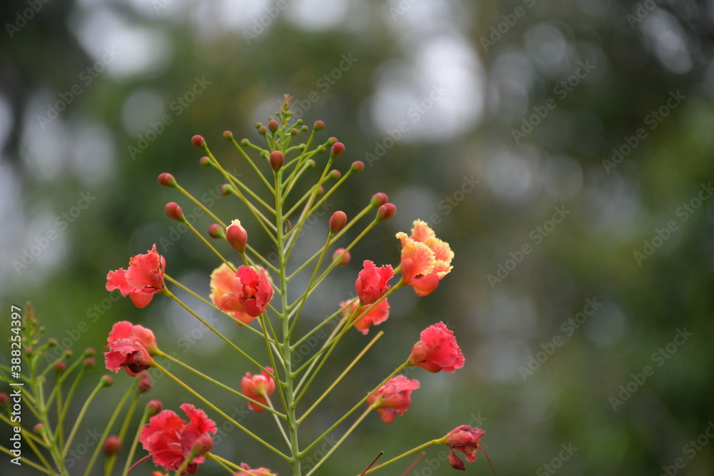 red and yellow flowers red and yellow flowers