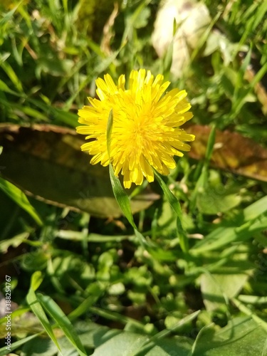 yellow dandelion flower