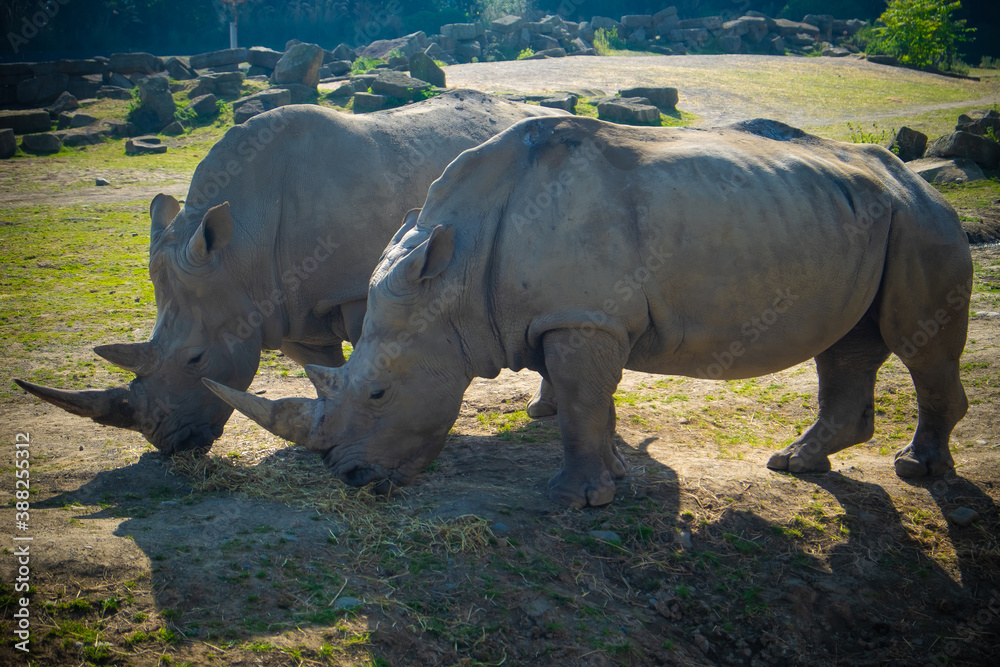 Naklejka premium two rhino in the zoo eating