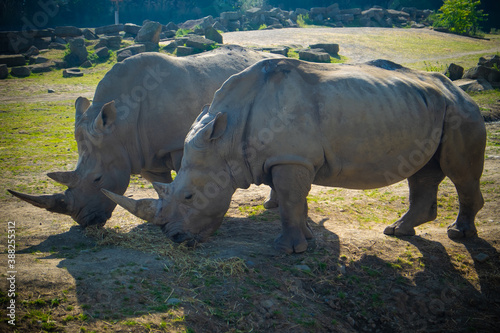 two rhino in the zoo eating
