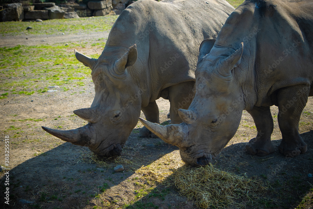 Fototapeta premium rhino in the zoo eating