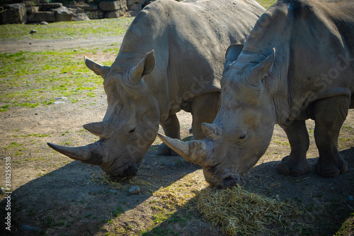rhino in the zoo eating