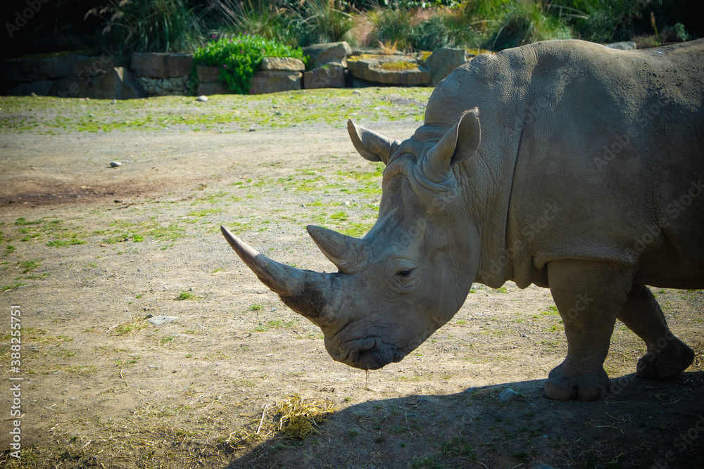 Fototapeta premium white rhino in zoo
