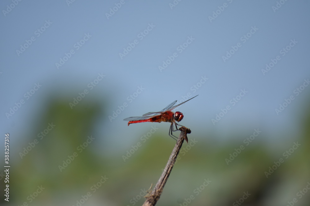 red dragonfly on a green leaf