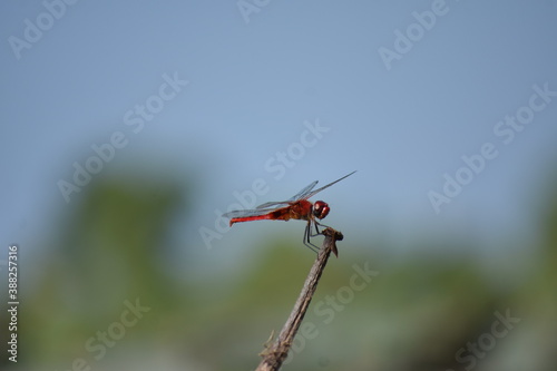 red dragonfly on a green leaf