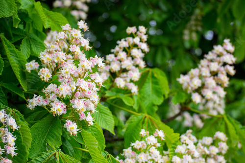 White candles of the blooming chestnut tree among the green leaves. Flowers of Aesculus Hippocastanum