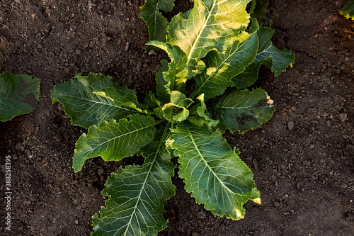 Big horseradish bush with bright green leaves growing on the ground. Field with black soil. The view from the top. Life in the village.