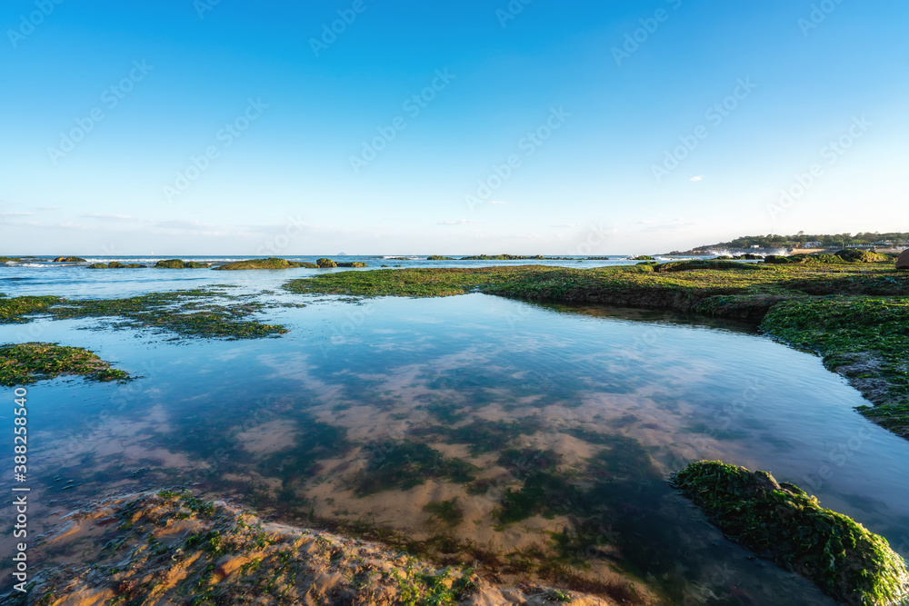 Island reefs and green bryophytes Island reefs and green bryophytes