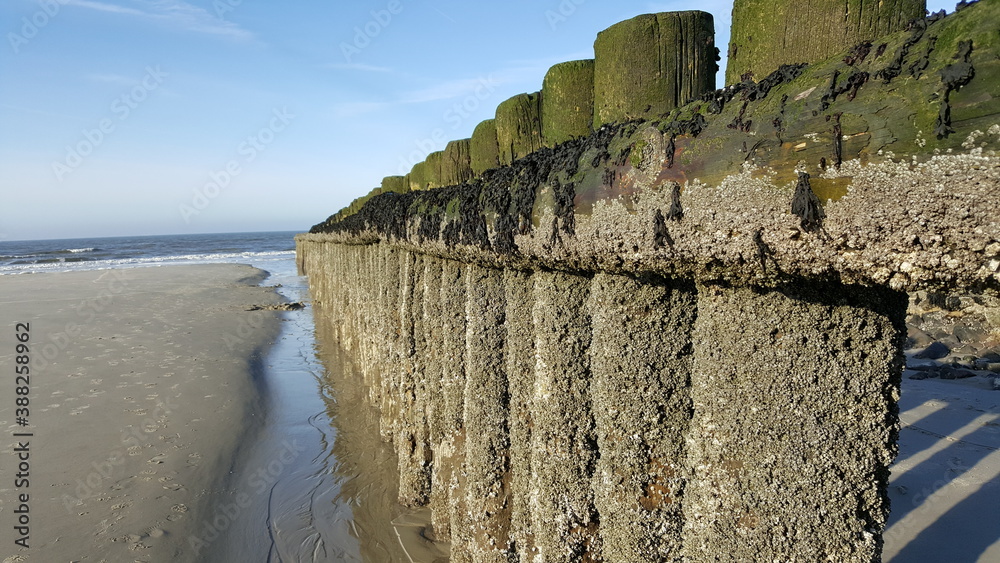 Fototapeta premium Pocken an Holzbuhne, Wangerooge