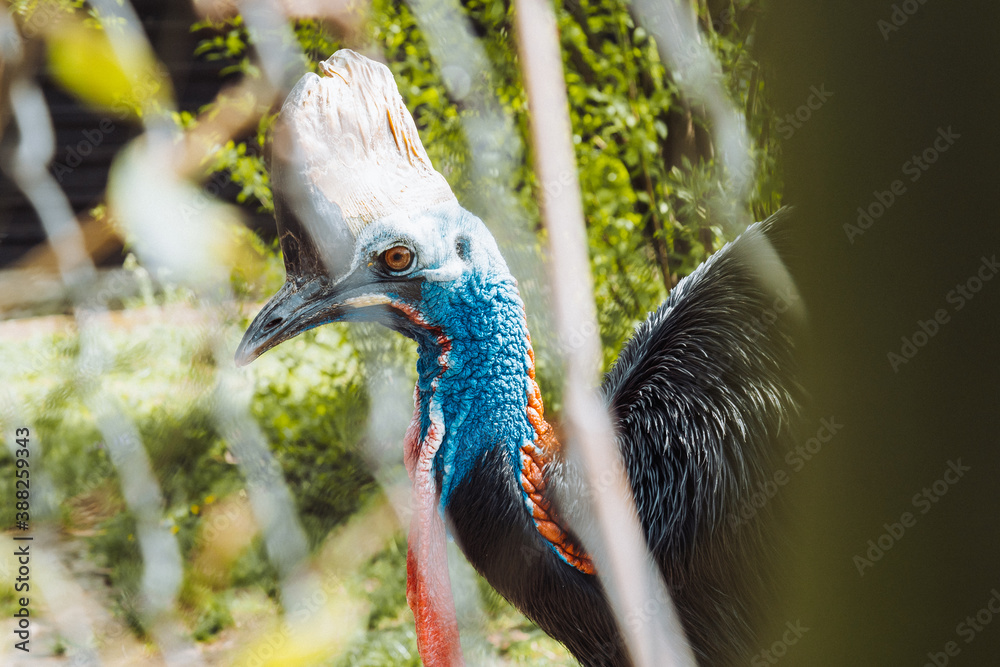 Naklejka premium close up of a peacock