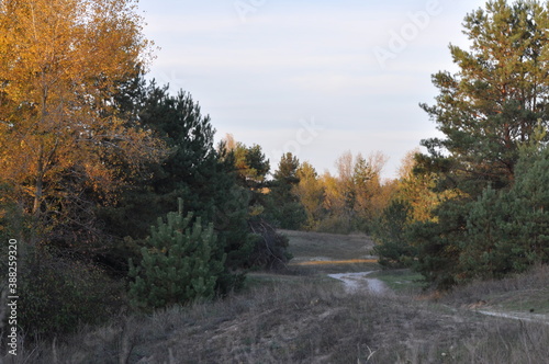 autumn in the forest