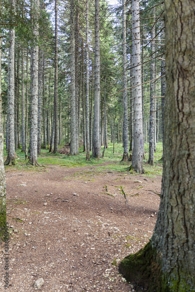 Obraz premium coniferous forest, pine trees