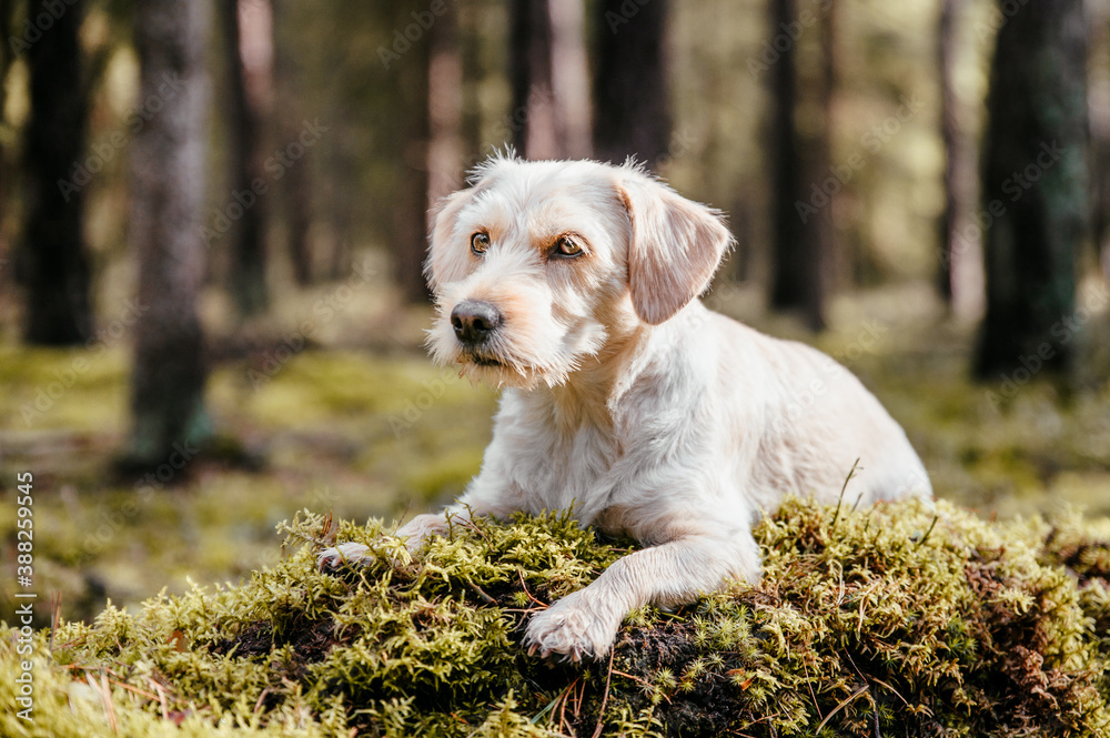 Cute adorable healthy happy dog in autumn woods.