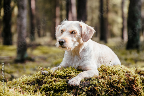 Cute adorable healthy happy dog in autumn woods.