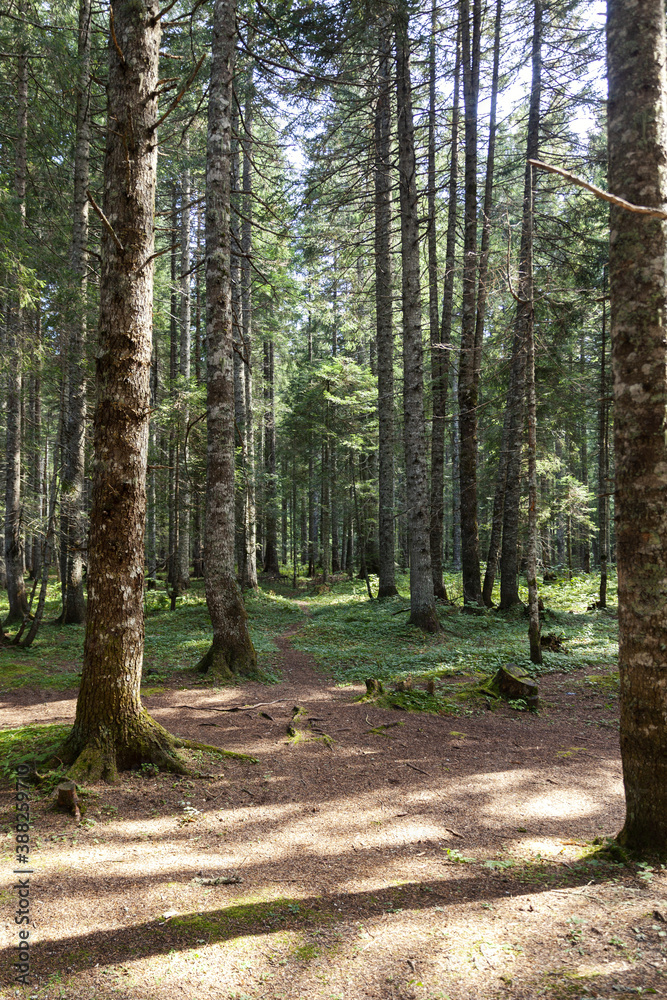 Fototapeta premium coniferous forest, pine trees