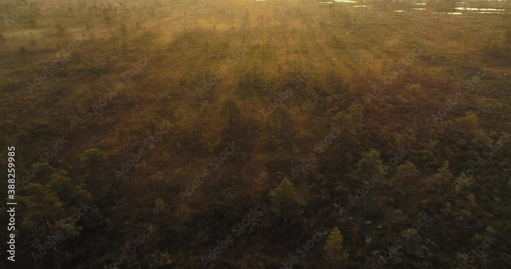 Sunrise in foggy bog forest and moss landscape in wild nature aerial view Sunrise in foggy bog forest and moss landscape in wild nature aerial view