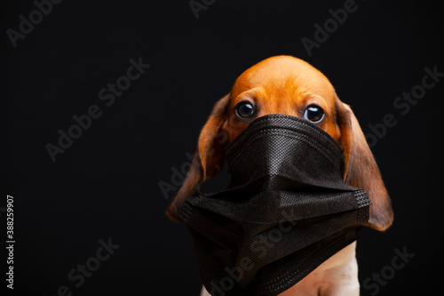 image of dog mask dark background 