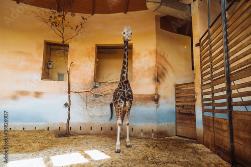 Photography giraffe in the zoo