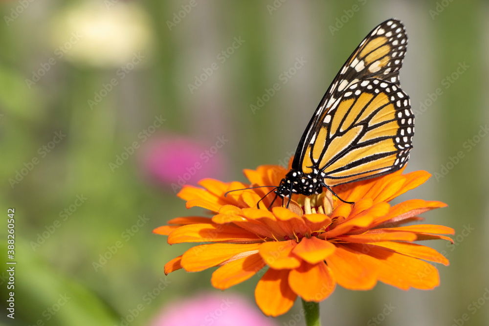 Late Season Monarch Butterfly on Colorful Flower Bloom Late Season Monarch Butterfly on Colorful Flower Bloom