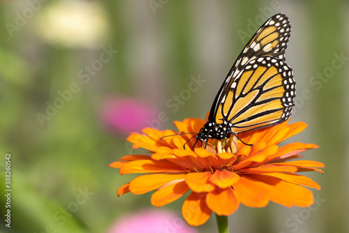 Late Season Monarch Butterfly on Colorful Flower Bloom