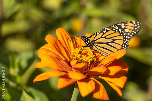 Late Season Monarch Butterfly on Colorful Flower Bloom © Dennis Donohue